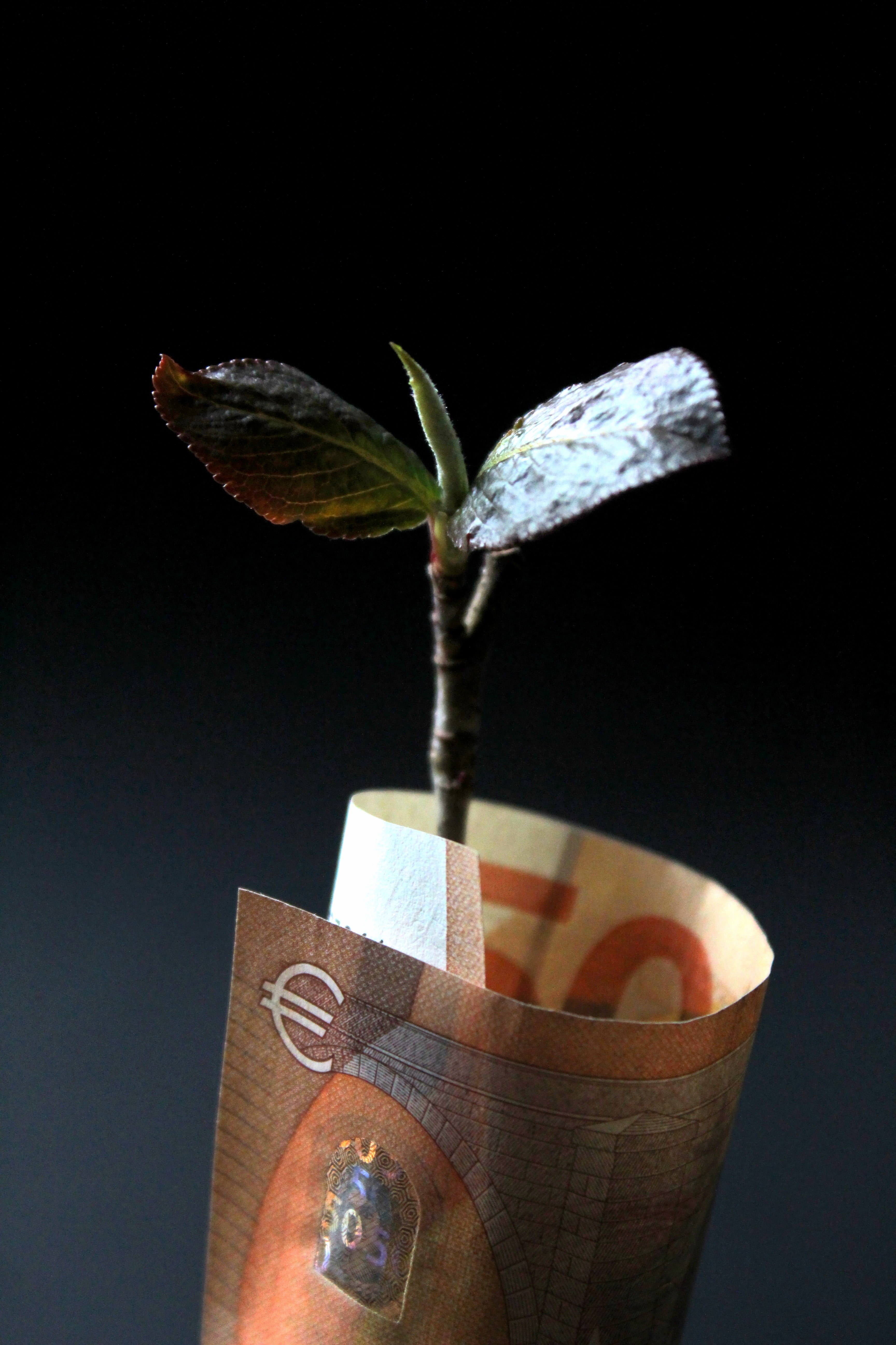 Growth Otqace_Semi