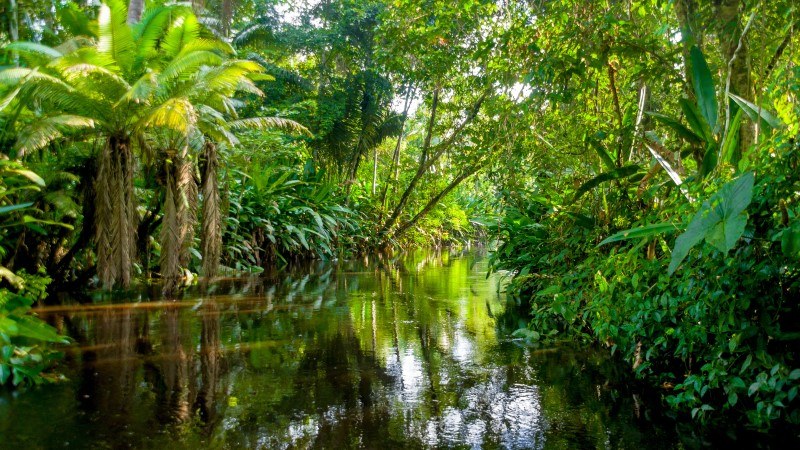 Intrepid Travel ecuador amazon jungle river