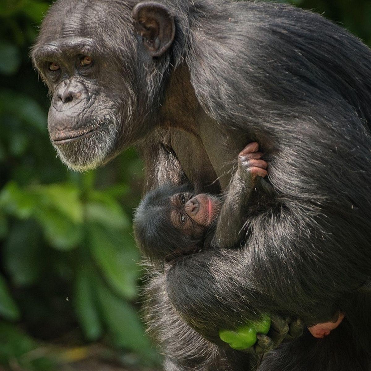 A decade at Chester Zoo has arrived to doting mum Zee Zee 83