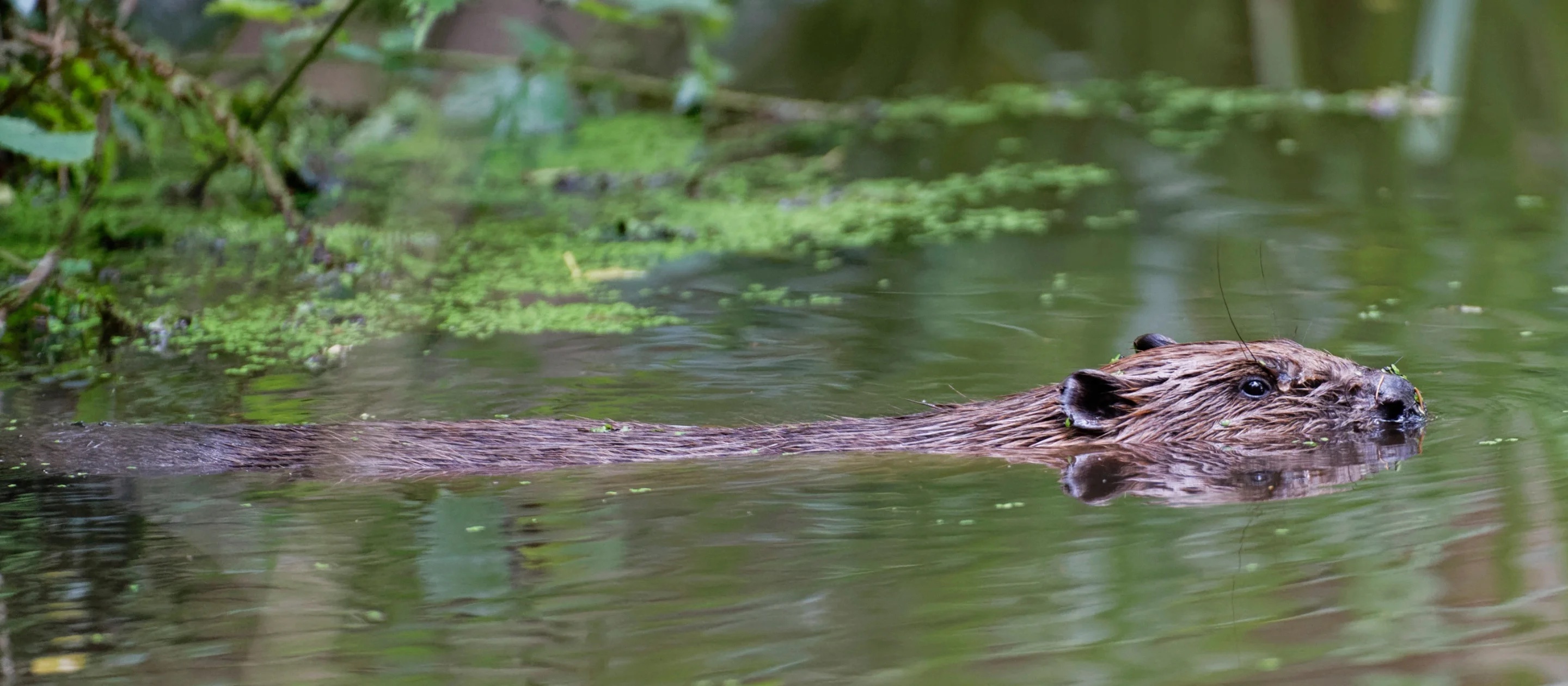 Beaver holnicote estate somerset