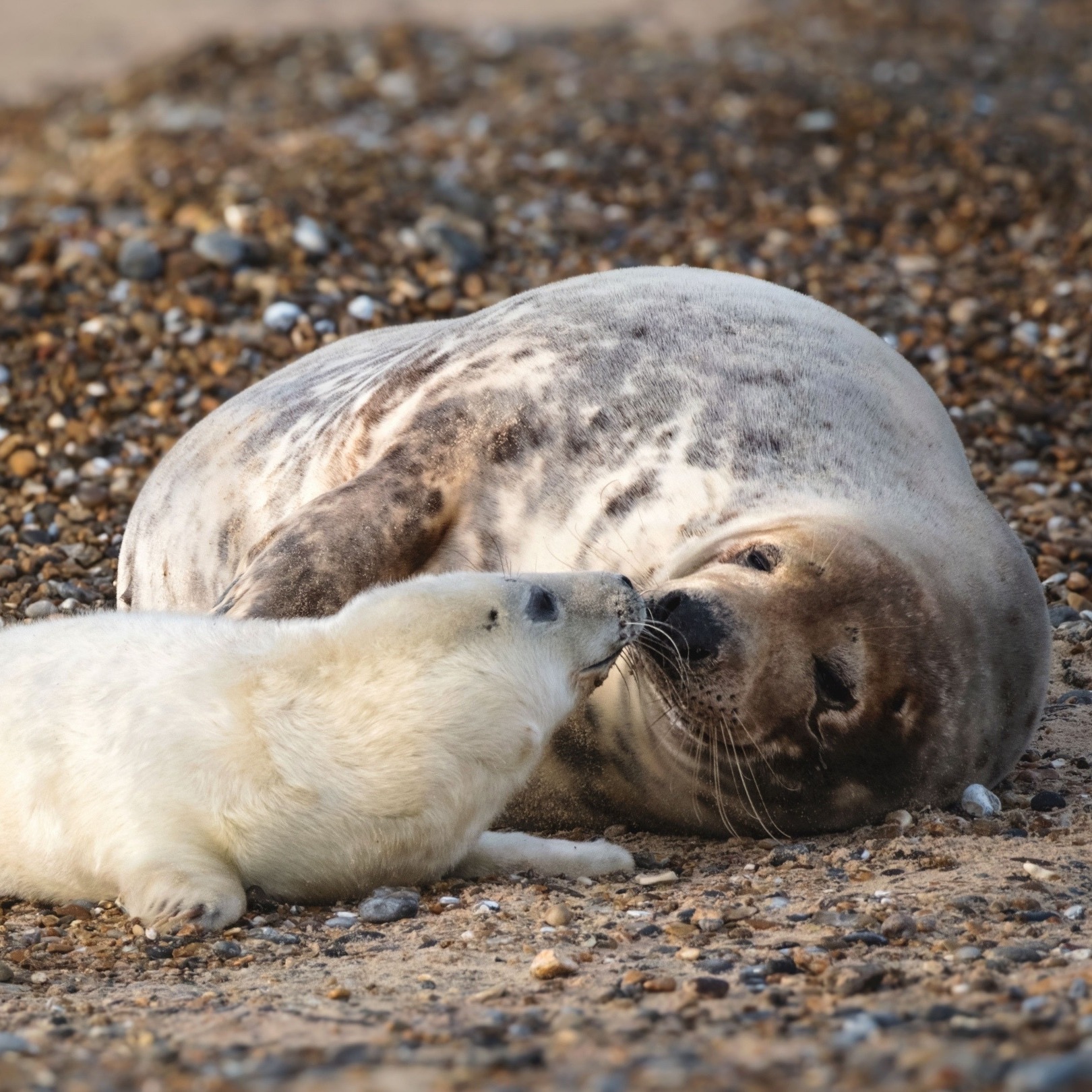 E0393538 8ebf 4c9e 92c5 32c33da7d714