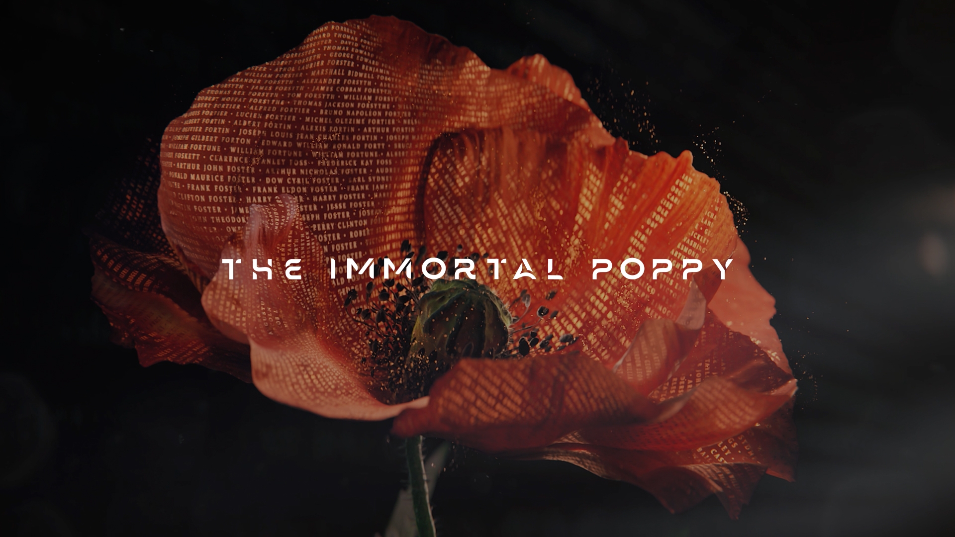 Poppy