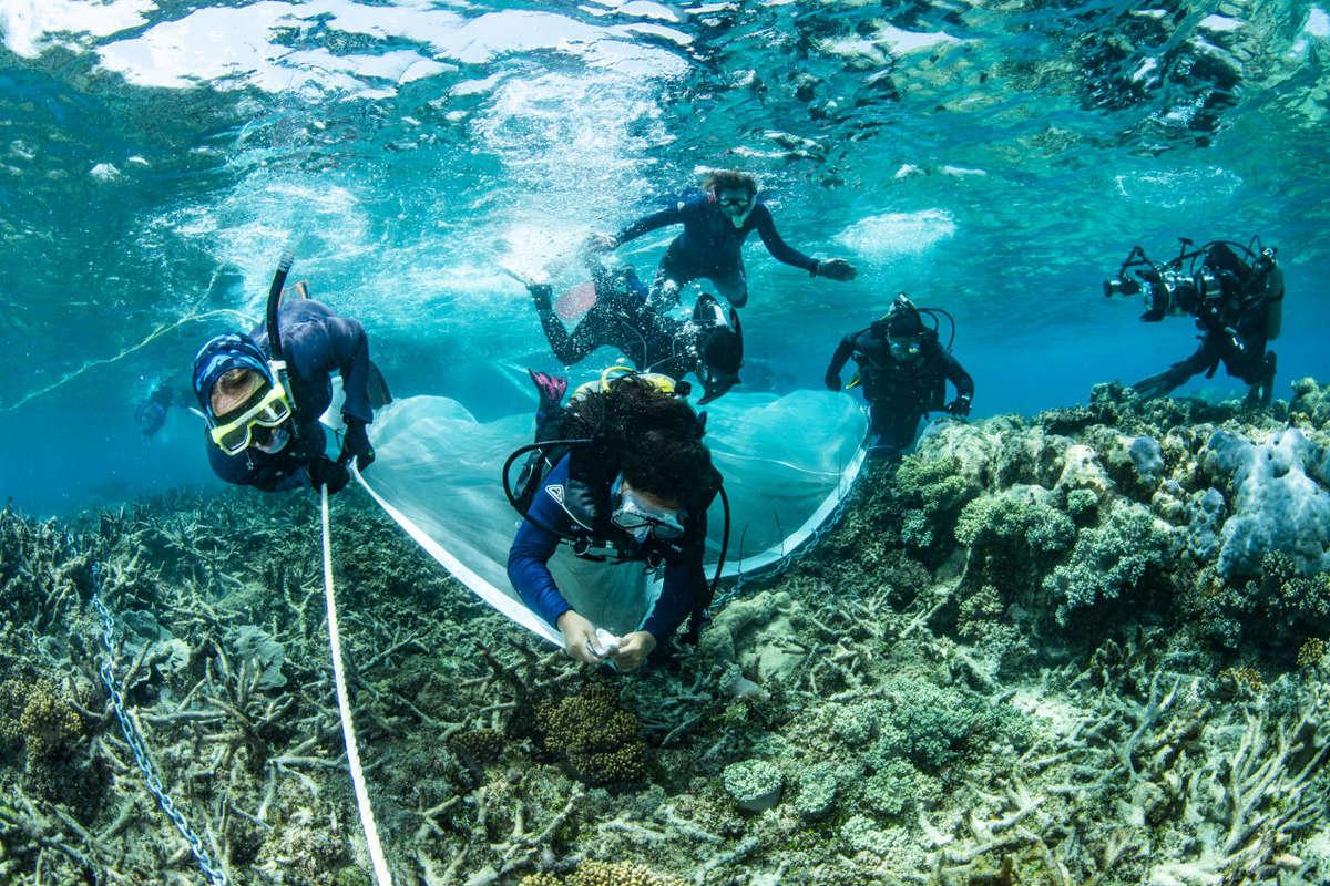 W1200 a6b6 researchers deploying the coral babies onto a damaged reef must credit great barrier reef foundation 2 jpg jpg webp