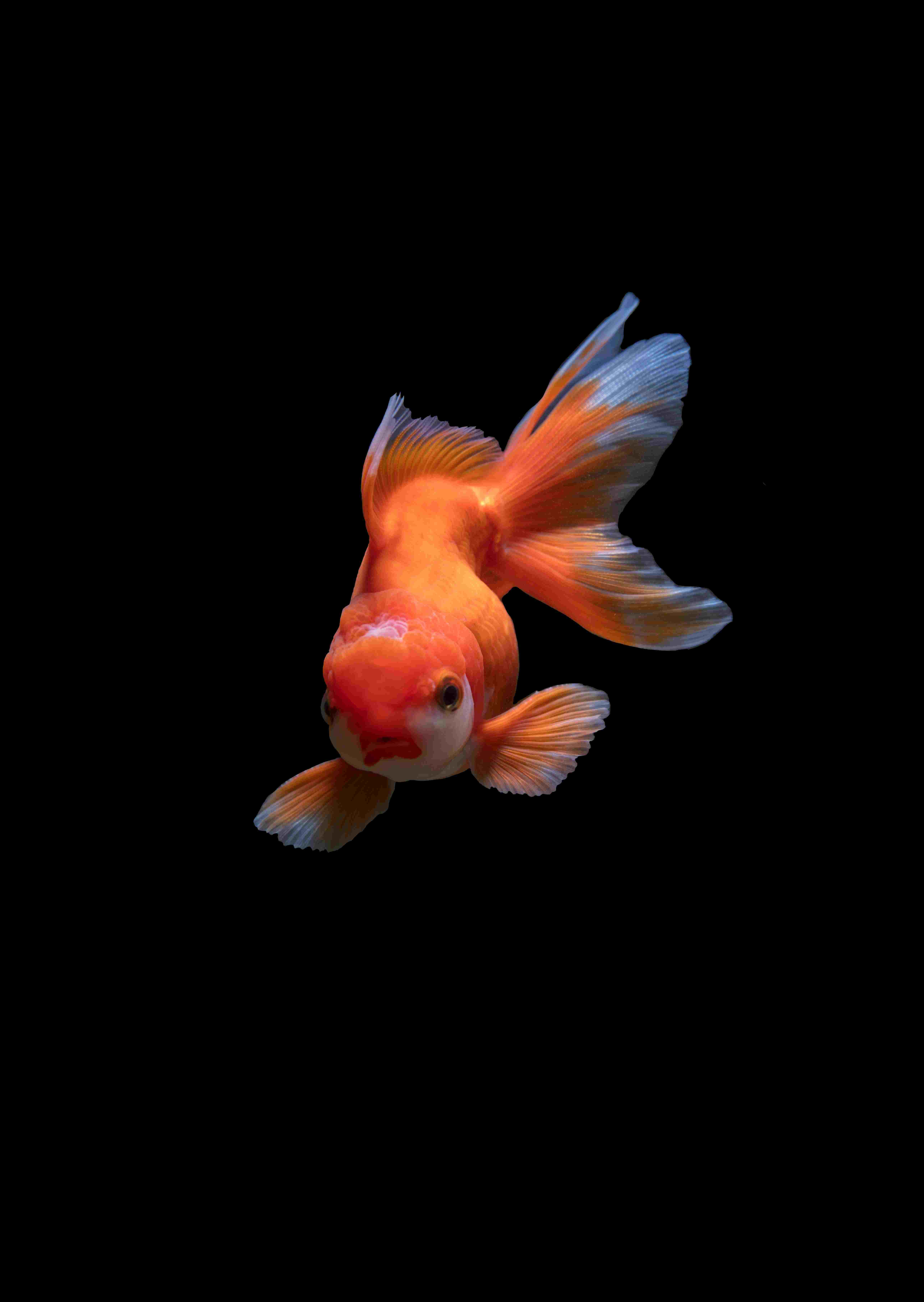 Zhengtao tang V7 SK Rh Xskv8 unsplash